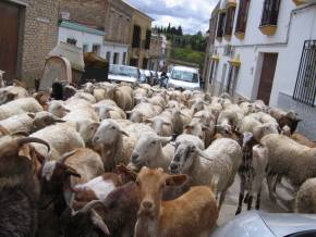 goats in Osuna
