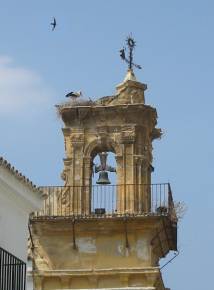 stork in Osuna